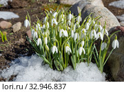 Подснежники Воронова (лат. Galanthus woronowii) на клумбе в весеннем саду. Стоковое фото, фотограф Елена Коромыслова / Фотобанк Лори
