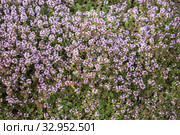 Тимьян лимоннопахнущий (Thymus citriodorus) Стоковое фото, фотограф Юлия Бабкина / Фотобанк Лори