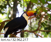 Toco toucan. Стоковое фото, фотограф Яков Филимонов / Фотобанк Лори