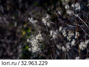 The climbing shrub (Clematis vitalba) with seeds close-up. Стоковое фото, фотограф Татьяна Ляпи / Фотобанк Лори