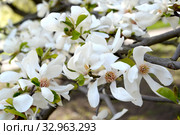 Белые цветы магнолии кобус (Magnolia kobus DC.) Стоковое фото, фотограф Ирина Борсученко / Фотобанк Лори