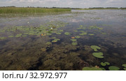 Карьерное озеро с белыми кувшинками. Вид с воздуха. Quarry lake with white water lilies. Aerial view. Стоковое видео, видеограф Евгений Романов / Фотобанк Лори