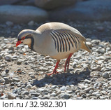 Rock partridge (Alectoris graeca) is gamebird in pheasant family, Phasianidae, of order Galliformes (gallinaceous birds). Spring. Стоковое фото, фотограф Валерия Попова / Фотобанк Лори