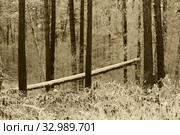 Тема Шишкина в сосновом бору зимой. Стоковое фото, фотограф Анатолий Матвейчук / Фотобанк Лори
