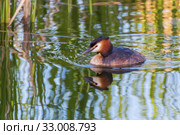 Chomga swims in clear water. Стоковое фото, фотограф Дмитрий Тищенко / Фотобанк Лори
