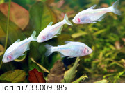 Рыба слепая, Мексиканская Тетра или Слепая пещерная Тетра (Astyanax fasciatus mexicanus) Стоковое фото, фотограф Татьяна Белова / Фотобанк Лори