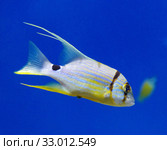 Золотой полосатый окунь (Symphorichthys spilurus) Стоковое фото, фотограф Natalia Sidorova / Фотобанк Лори