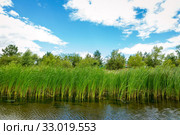 Growing reeds in the bay of the river against the background of the forest and cloudy blue sky on a summer day. Стоковое фото, фотограф Акиньшин Владимир / Фотобанк Лори