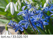 Сцилла двулистная Таурика или пролеска (лат. Scilla difolia L.) на клумбе в саду крупным планом. Стоковое фото, фотограф Елена Коромыслова / Фотобанк Лори