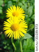 Цветущий дороникум (лат. Doronicum) крупным планом. Стоковое фото, фотограф Елена Коромыслова / Фотобанк Лори