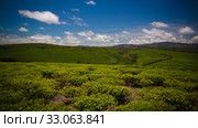 Landscape with tea fields at Sahambavy, Fianarantsoa ,Madagascar (2018 год). Редакционное фото, фотограф Сергей Майоров / Фотобанк Лори
