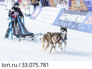 Child mushing sled dog team, running on distance Sled Dog Race Competitions (2018 год). Редакционное фото, фотограф А. А. Пирагис / Фотобанк Лори