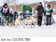 Male child mushing sled dog team, running on distance Sled Dog Race Competitions (2018 год). Редакционное фото, фотограф А. А. Пирагис / Фотобанк Лори