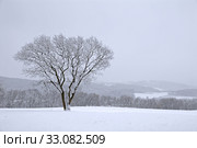 Winter tree. Стоковое фото, фотограф Herbert Esser / PantherMedia / Фотобанк Лори