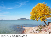 Autumn tree at Lake Balaton,Hungary. Стоковое фото, фотограф Gábor Páll / PantherMedia / Фотобанк Лори