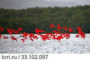 scarlet ibis. Стоковое фото, фотограф Willy Brüchle / PantherMedia / Фотобанк Лори