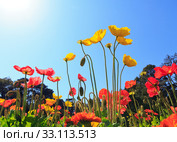 flowers. Стоковое фото, фотограф Mariusz Blach / PantherMedia / Фотобанк Лори