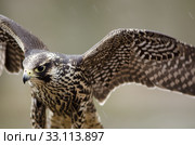 Young Merlin, Falco columbarius. Стоковое фото, фотограф Andreas Altenburger / Smarterpix / Фотобанк Лори