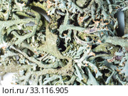 icelandic moss. Стоковое фото, фотограф Hans-Joachim Schneider / PantherMedia / Фотобанк Лори
