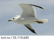 herring gull. Стоковое фото, фотограф Ines Weiland-Weiser / PantherMedia / Фотобанк Лори