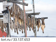 Greenland halibut drying on a wooden rack. Стоковое фото, фотограф Andreas Altenburger / Smarterpix / Фотобанк Лори
