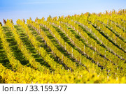 autumnal vineyard, Modre Hory, Czech Republic. Стоковое фото, фотограф Richard Semik / PantherMedia / Фотобанк Лори