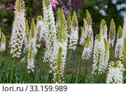 Эремурус гималайский (Eremurus himalaicus) Стоковое фото, фотограф Ольга Сейфутдинова / Фотобанк Лори