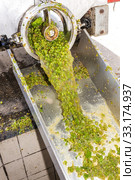 wine harvest, Southern Moravia, Czech Republic. Стоковое фото, фотограф Richard Semik / PantherMedia / Фотобанк Лори