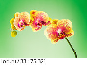 Orchid. Стоковое фото, фотограф Mariusz Blach / PantherMedia / Фотобанк Лори