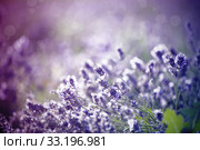 Lavender in the field. Стоковое фото, фотограф Erika Eros / Smarterpix / Фотобанк Лори