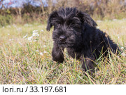 The puppy of Giant Black Schnauzer Dog is jumping. Стоковое фото, фотограф Jaroslav Frank / PantherMedia / Фотобанк Лори