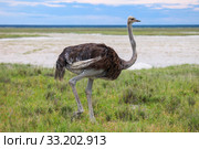 Ostrich. Стоковое фото, фотограф Art Konovalov / Фотобанк Лори