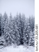 Christmas background with snowy fir trees. Стоковое фото, фотограф Erika Eros / Smarterpix / Фотобанк Лори