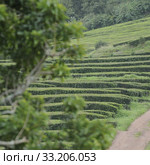 teefelder on sao miguel, azoren. Стоковое фото, фотограф Ines Weiland-Weiser / PantherMedia / Фотобанк Лори