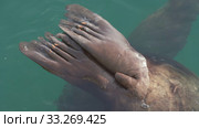 Rear flippers, tail wild marine animal Steller Sea Lion swimming in Pacific Ocean. Стоковое видео, видеограф А. А. Пирагис / Фотобанк Лори