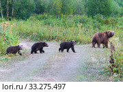 Kamchatka brown she-bear come out forest with three bear cubs, walking along country road with funny yearling beasts. Wild animals in natural habitat. Стоковое фото, фотограф А. А. Пирагис / Фотобанк Лори