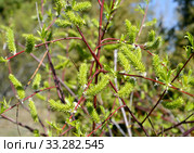 Цветущая ива остролистная (Salix acutifolia Willd.) Стоковое фото, фотограф Ирина Борсученко / Фотобанк Лори