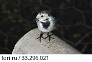 Белая трясогузка (лат. Motacilla alba) Стоковое фото, фотограф lana1501 / Фотобанк Лори
