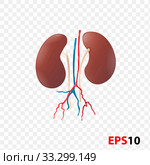 Kidneys. Human internal organ realistic isolated. Стоковая иллюстрация, иллюстратор Альдана Прокофьева / Фотобанк Лори