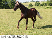 A silver-black horse breed Rocky mountains horse gallops across a field on a summer day. Стоковое фото, фотограф Наталья Волкова / Фотобанк Лори