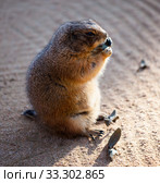 Black tailed prairie dog eating grass (Cynomys ludovicianus) Стоковое фото, фотограф Яков Филимонов / Фотобанк Лори