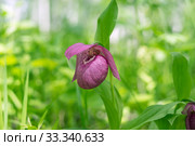 Цветок редкого охраняемого растения башмачок крупноцветковый (Cypripedium calceolus) на зелёном фоне. Стоковое фото, фотограф Светлана Попова / Фотобанк Лори