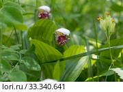 Цветущие башмачки крапчатые или пятнистые (Cypripedium guttatum) в естественной среде. Стоковое фото, фотограф Светлана Попова / Фотобанк Лори
