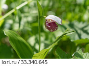 Цветущий башмачок крапчатый, пятнистый (Cypripedium guttatum) на зелёном фоне. Стоковое фото, фотограф Светлана Попова / Фотобанк Лори