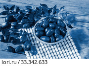 Плоды унаби (зизифус настоящий, китайский финик, чапыжник, жужуба, лат. Ziziphus jujuba) на столе. Тонирование в классический синий. Стоковое фото, фотограф Наталья Гармашева / Фотобанк Лори