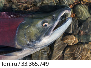 Wild red salmon fish Sockeye Salmon Oncorhynchus nerka swimming in shallow water in river. Pacific salmon red color during spawning. Стоковое фото, фотограф А. А. Пирагис / Фотобанк Лори