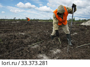 Рекультивация участка добычи нефти. Посадка саженцев сосны. Reclamation of an oil production site. Planting pine seedlings. (2015 год). Редакционное фото, фотограф Евгений Романов / Фотобанк Лори
