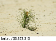 Рекультивация участка добычи нефти. Посадка саженцев сосны. Reclamation of an oil production site. Planting pine seedlings. Стоковое фото, фотограф Евгений Романов / Фотобанк Лори