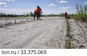 Рекультивация участка добычи нефти. Посадка саженцев сосны. Reclamation of an oil production site. Planting pine seedlings. (2015 год). Редакционное видео, видеограф Евгений Романов / Фотобанк Лори