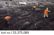 Рекультивация участка нефтедобычи. Высадка саженцев ивы. Reclamation of an oil production site. Planting willow seedlings. (2015 год). Редакционное видео, видеограф Евгений Романов / Фотобанк Лори
